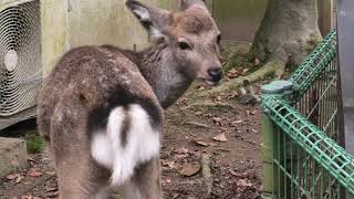 Goat & Deer (Fukuchiyama City Zoo, Kyoto, Japan) November 24, 2019