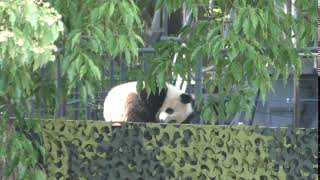 Giant panda (Ueno Zoological Gardens, Tokyo, Japan) May 5, 2018