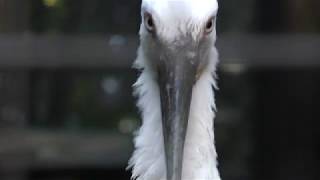 Japanese white stork (Yokohama Zoological Gardens 