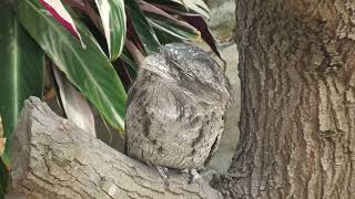 オーストラリアガマグチヨタカ (掛川花鳥園) 2022年7月30日