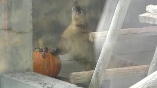 アカハナグマ にハロウィンかぼちゃのプレゼント (王子動物園) 2019年10月27日