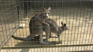 Kangaroo (Fukuchiyama City Zoo, Kyoto, Japan) March 29, 2019