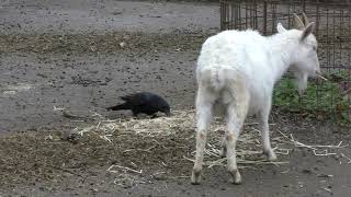 Sheep & Goat (Nanbu Hill Park Small Zoo, Mie, Japan) January 21, 2019