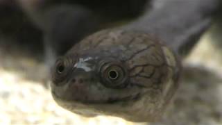 Snake-necked turtle & Razorback musk turtle (Suma Aqualife Park, Hyogo, Japan) Dec. 21, 2018