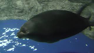 Baikal seal (Niigata City Aquarium (MARINEPIA NIHONKAI), Niigata, Japan) April 8, 2019