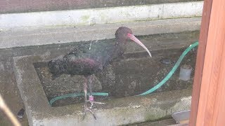 Glossy Ibis & Hermit ibis (Akita city Omoriyama zoo, Akita, Japan) April 11, 2019