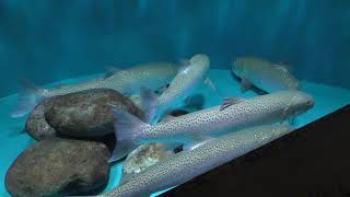 釧路湿原の魚・イトウ (世界淡水魚園水族館 アクア・トト ぎふ) 2019年1月25日