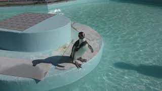 フンボルトペンギン の影遊び装置 (須坂市動物園) 2018年11月3日