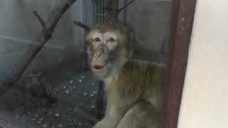 Barbary ape (Japan Monkey Centre, Aichi, Japan) December 13, 2018