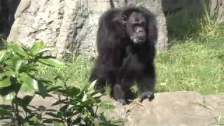 サービス精神旺盛なチンパンジーのパフォーマンス (千葉市動物公園) 2017年9月24日