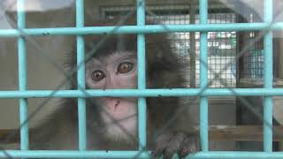 Japanese macaque (World Ranch, Osaka, Japan) March 14, 2019
