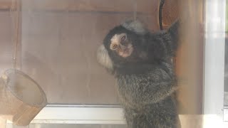 Common marmoset (Iida City Zoo, Nagano, Japan) January 19, 2019