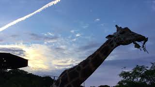Reticulated giraffe (MISAKI KOEN Amusement Park, Osaka, Japan) August 26, 2017