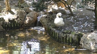 水鳥たちの池 (いしかわ動物園) 2019年8月18日