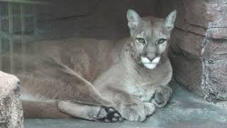 Cougar (TENNOJI ZOO, Osaka, Japan) October 19, 2021