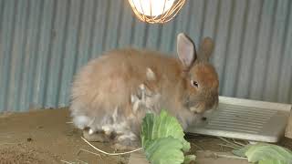 モルモット と ウサギ (福知山市動物園) 2019年3月29日