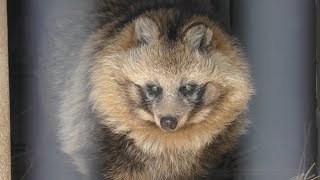 Japanese Raccoon Dog (Kyoto City Zoo, Kyoto, Japan) January 26, 2019