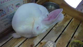 ジャンボうさぎ　Japanese white rabbit (akita)