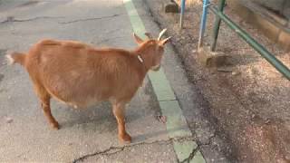 Goat (Saitama Children's Zoo, Saitama, Japan) February 3, 2018