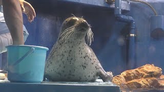 Earless seal Feeding time (Notojima Aquarium, Ishikawa, Japan) August 17, 2019