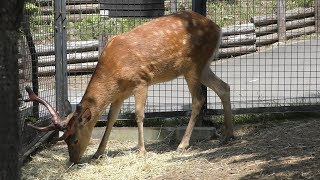 Hokkaido Sika Deer (Asahiyama Zoo, Hokkaido, Japan) June 20, 2019