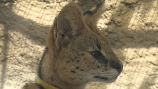 Serval (KOBE ANIMAL KINGDOM, Hyogo, Japan) March 29, 2021