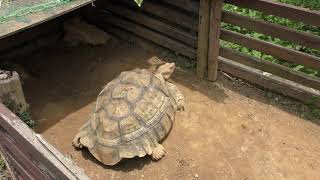 African spurred tortoise (Southeast Botanical Gardens, Okinawa, Japan) May 12, 2019
