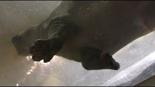 水中でジャンプするカバ (旭山動物園) 2018年2月11日