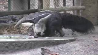 Giant anteater (Higashiyama Zoo and Botanical Gardens, Aichi, Japan) November 18, 2017