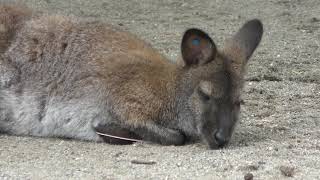 Bennett's wallaby (Yuki Zoo, Yamanashi, Japan) September 23, 2018