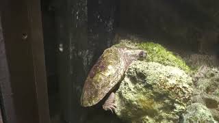 オオアタマガメ (沖縄こどもの国) 2023年7月29日