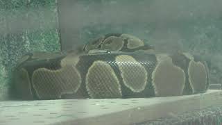 Python (Himeji city zoo, Hyogo, Japan) February 16, 2019