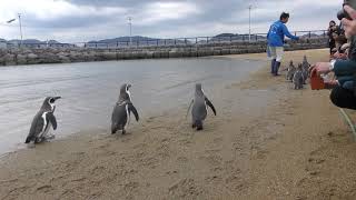 ふれあいペンギンビーチのお食事タイム (長崎ペンギン水族館) 2017年12月24日