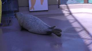 Spotted Seal (Miyajima Public Aquarium, Hiroshima, Japan) May 20, 2018