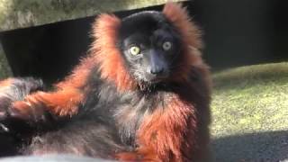 アカエリマキキツネザル　Red ruffed lemur