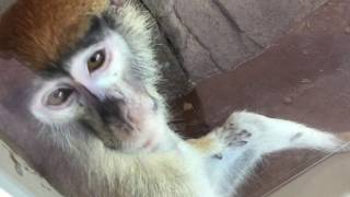 Hussar monkey (Toyohashi Zoo and Botanical Park, Aichi, Japan) August 5, 2017