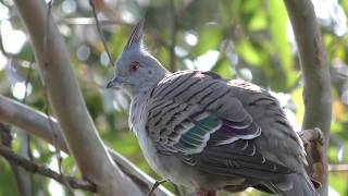 Crested pigeon (Campbelltown Forest of Wild Birds, Saitama, Japan) March 31, 2018