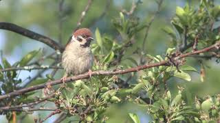 Tree Sparrow (Hokkaido, Japan) June 30, 2019