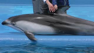Dolphin show (Niigata City Aquarium (MARINEPIA NIHONKAI), Niigata, Japan) April 8, 2019