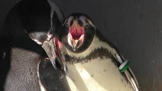 フンボルトペンギン (仙台市八木山動物公園／セルコホーム ズーパラダイス八木山) 2018年1月20日