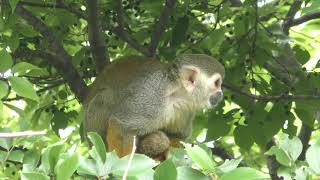 Squirrel Monkey (Tokiwa Zoo, Yamaguchi, Japan) May 19, 2018