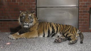 Sumatran tiger (Higashiyama Zoo and Botanical Gardens, Aichi, Japan) January 22, 2019