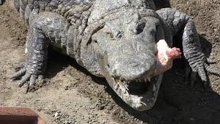 Crocodile Feeding time (ATAGAWA TROPICAL & ALLIGATOR GARDEN, Shizuoka, Japan) March 18, 2018
