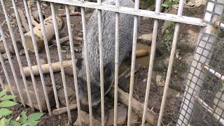 Wild boar (Tama Zoological Park, Tokyo, Japan) September 23, 2017