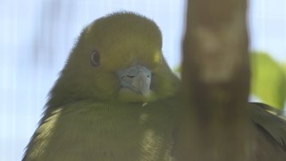 Whistling Green-pigeon (Okinawa Zoo & Museum, Okinawa, Japan) May 13, 2019
