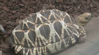 Burmese starred tortoise (Higashiyama Zoo and Botanical Gardens, Aichi, Japan) July 22, 2021