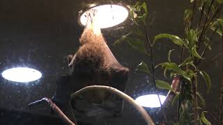 オリイオオコウモリ (上野動物園・真夏の夜の動物園) 2018年8月10～16日