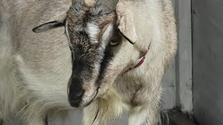 Goat (Yugefarm, Hyogo, Japan) September 10, 2020
