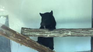 Asian black bear (Toyohashi Zoo and Botanical Park, Aichi, Japan) August 5, 2017