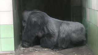 Gorilla (Hamamatsu Zoological Gardens, Shizuoka, Japan) July 25, 2021